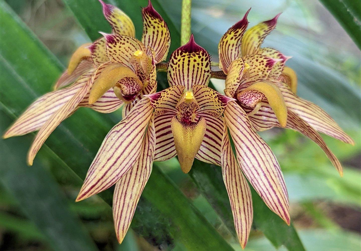 Bulbophyllum二色的